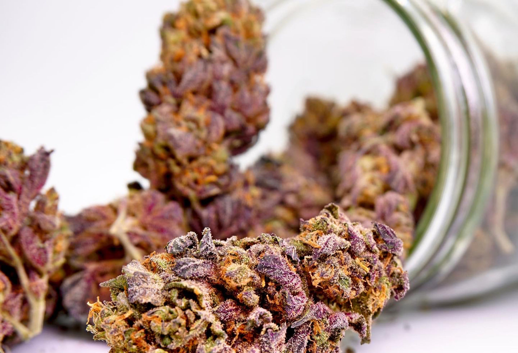 marijuana8.jpg